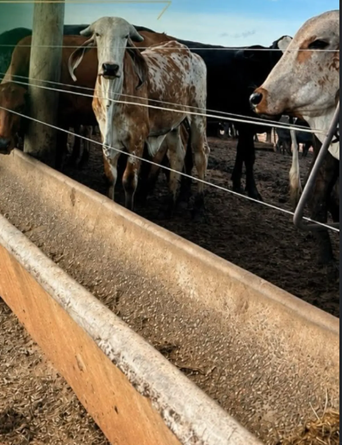 Gado se alimentando em cocho de concreto no confinamento
